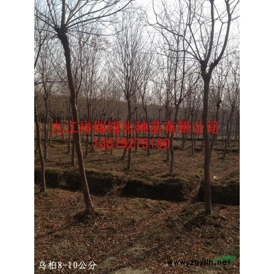 法國冬青種子 珊瑚樹種子 法國冬青