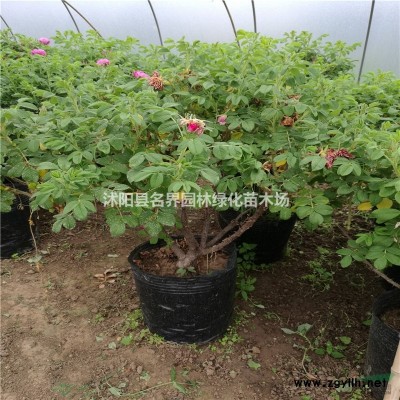法國(guó)冬青種植的注意事項(xiàng)