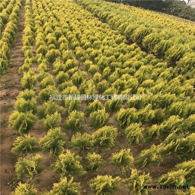 江蘇紅瑞木銷售價格 法國冬青球批發 紫葉女貞銷售