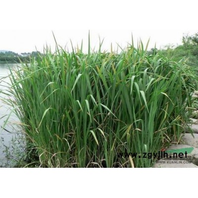 浙江紅葉石楠信息