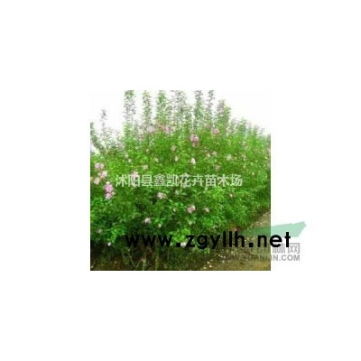 金森女貞球價格 金森女貞圖片