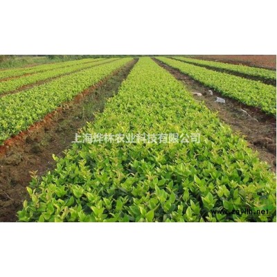 大量紅葉石楠出售