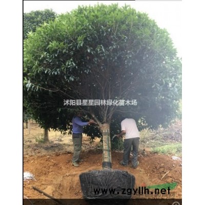 江蘇低價批發金森女貞*新價格規格*，質量優，