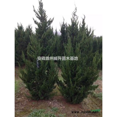 紅葉石楠 滁州紅葉石楠 安徽紅葉石楠 紅葉石楠價格