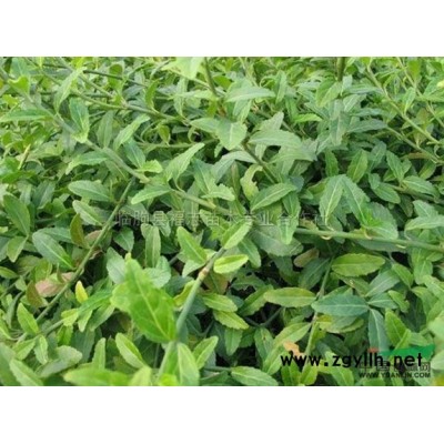 山東紅葉石楠價格/紅葉石楠圖片