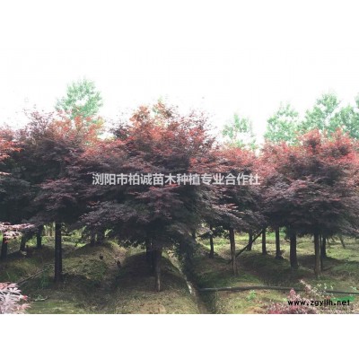 供應(yīng)紅葉石楠，8公分紅葉石楠，湖南紅葉石楠樹,紅葉石楠柱價格