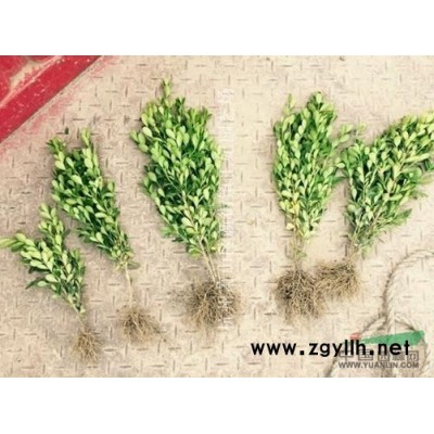 金森女貞柱子報價/浙江金森女貞柱子報價