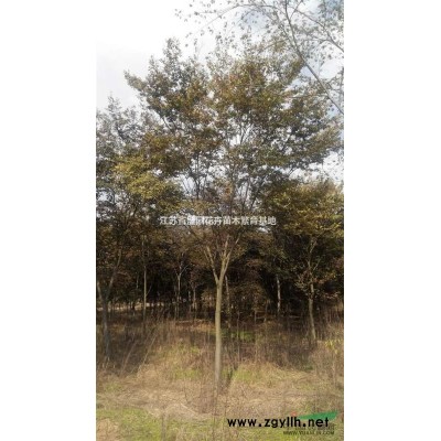 供應烏桕、蜀檜、楓香、櫸樹、欒樹、紅葉石楠、龍柏等