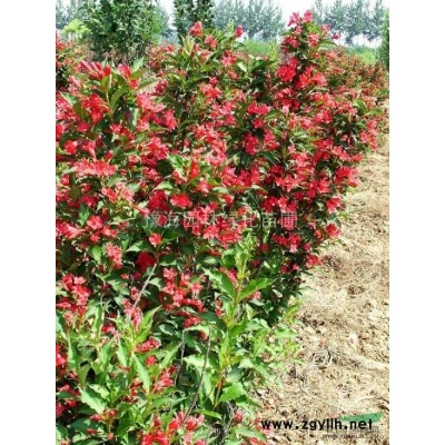 紅葉石楠小苗、紅葉石楠球、 欏木石楠