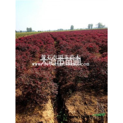 （1）精品紅葉石楠50cm-100cm開枝，冠幅1-1.5m