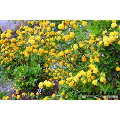 金森女貞球供應/金森女貞球圖片