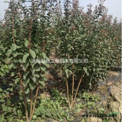 法國冬青批發 1米--2米--2米5高法國冬青價格