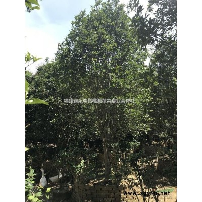 大量低價出售紅葉石楠球高110寬80袋苗40元