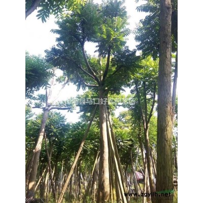 福建漳州紅葉石楠小苗大量供應 紅葉石楠價格