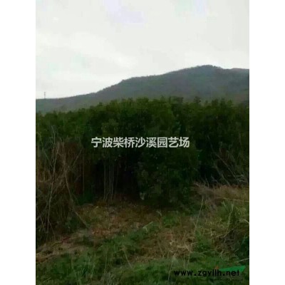 現處理一批3-4公分單桿的紅葉石楠樹。