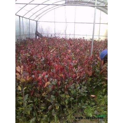 紅葉石楠. 地被石竹.常夏石竹、五彩石竹、美人蕉、國慶菊.過