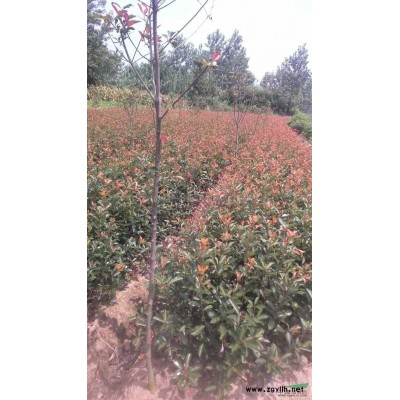 安徽金森女貞容器苗介紹