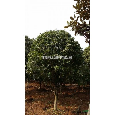 出售精品60.70金森女貞，基地現(xiàn)貨