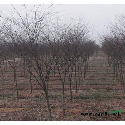 金森女貞 大葉黃楊 火棘等等綠化苗木