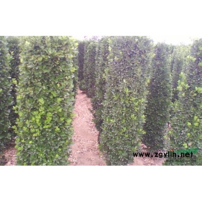 蕭山金森女貞球P40-200/毛球/色塊,球密實漂亮,土球好