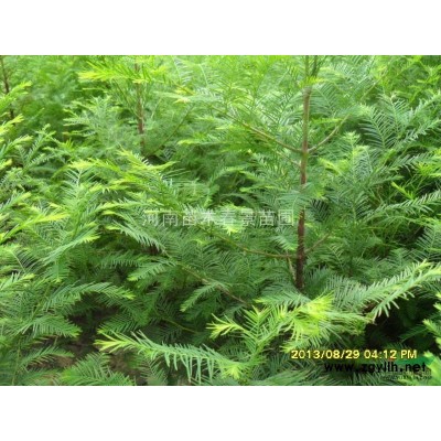 金森女貞、紅葉石楠、紅葉小檗、大葉黃楊