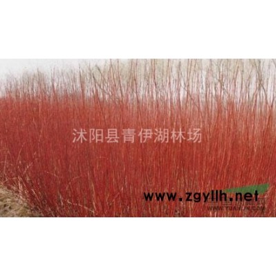 供應(yīng)紅葉石楠、金森女貞、金葉女貞、花石榴、大葉黃楊