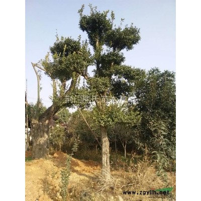 紅葉石楠，紅葉石楠苗，紅葉石楠小苗價格，獨桿紅葉石楠供應(yīng)