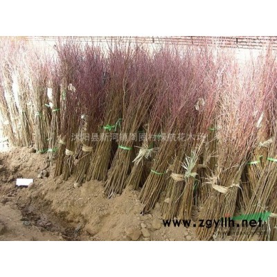 誠售：小葉女貞球，大小葉黃楊球，龍柏球，紅葉石楠球，金葉女貞