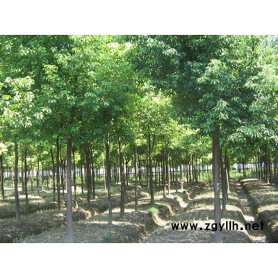 浙江紅葉石楠中柱2信息