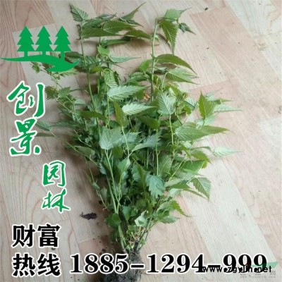 法國冬青現貨100-180公分批發價直銷