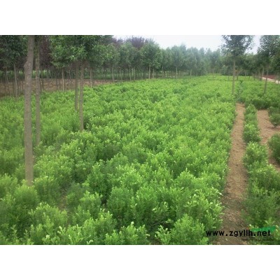 法國冬青圖片\法國冬青報價