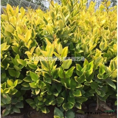 優質特價金森女貞球產地直銷