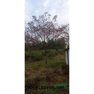 6-10公分紅葉石楠大量