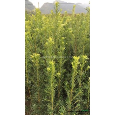 出售湖南紅葉石楠