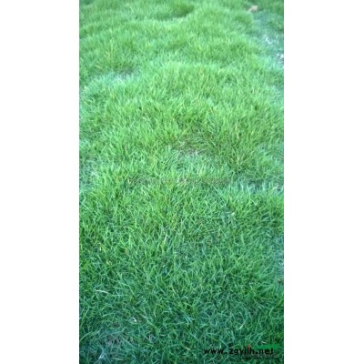 江蘇紅葉石楠*新報價/紅葉石楠圖片