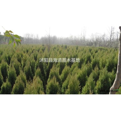 江蘇地區(qū)金森女貞球現(xiàn)在價格是多少