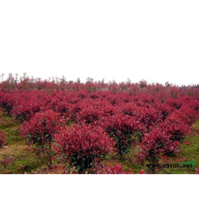 紅葉石楠小苗，紅葉石楠