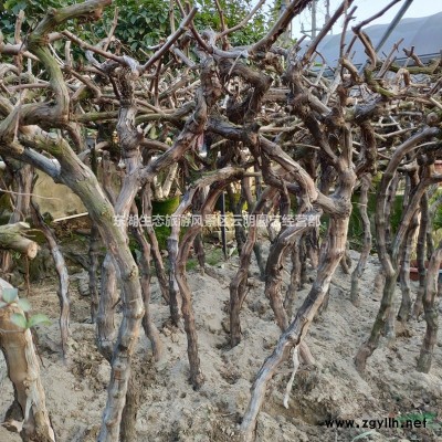 武漢八角金盤南天竹金森女貞盆栽耐陰好養植物大葉傘室內外花卉