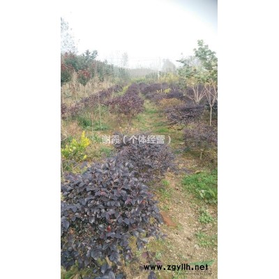 苗圃直供金森女貞球P80-100