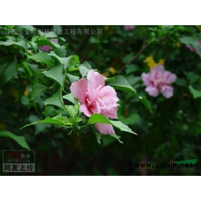 紅葉石楠.金森女貞,紅王子錦帶，金邊冬青