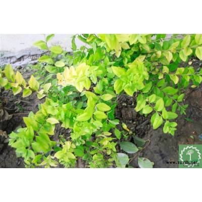 蕭山金森女貞球