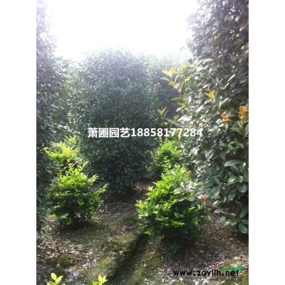 供應金森女貞小毛球