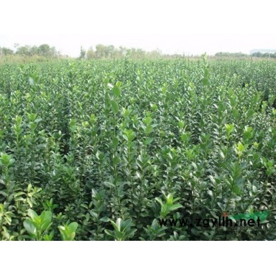 金森女貞-杜鵑-夾竹桃-南天竹-龜甲冬青-紅花繡線菊-苗木