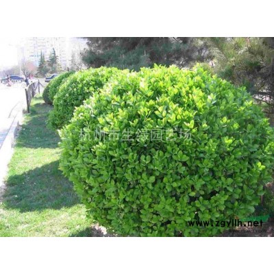 金森女貞/蕭山金森女貞*新供應