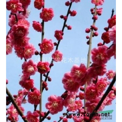 紅葉石楠價格/石楠批發報價/紅葉石楠苗球供應