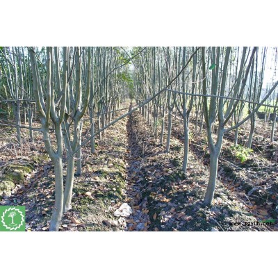 蕭山高桿紅葉石楠