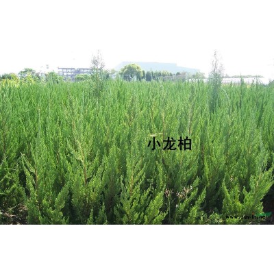 供應紅葉石楠小毛球10萬棵,P40-50,H50-60