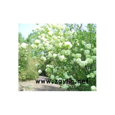 法國冬青報價：法國冬青籬法國冬青球、法國冬青造型法國冬青小苗