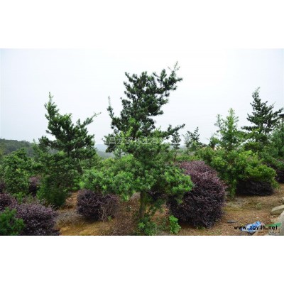 紅葉石楠小苗、紅葉石楠球、獨桿紅葉石楠