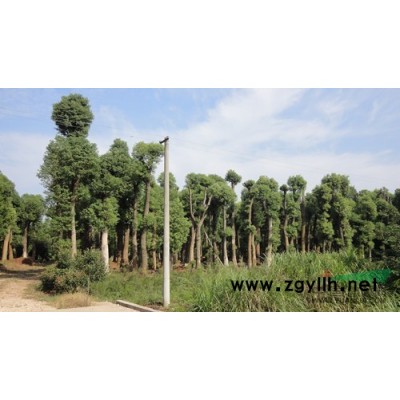 供應湖南苗木冬青 日本冬青 法國冬青